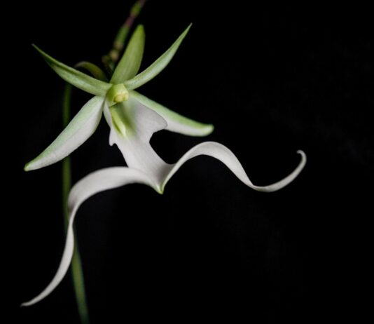 orquídea fantasma