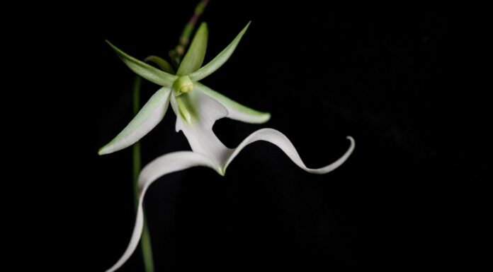 orquídea fantasma