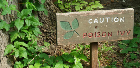 plantas mas peligrosas del mundo