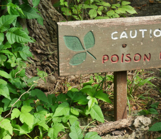 plantas mas peligrosas del mundo