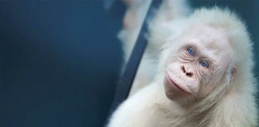 Alba la orangutana albina | Un ejemplar único y en riesgo alba oragutana albina supercurioso