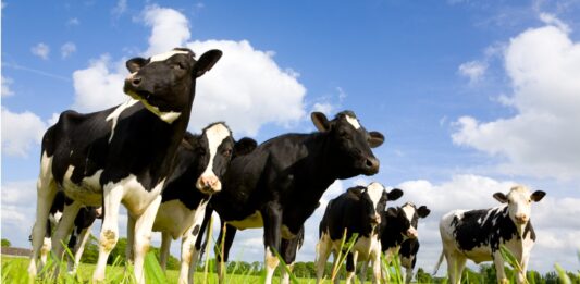 Los animales más mortales de Estados Unidos. Supercurioso