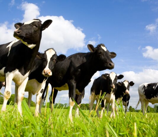 Los animales más mortales de Estados Unidos. Supercurioso