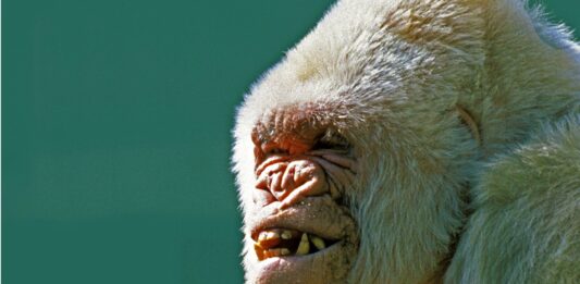 gorila Copito de nieve. Supercurioso.