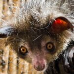 El animal Aye Aye. Supercurioso