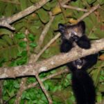 lemur