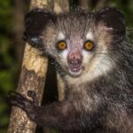 El animal Aye Aye. Supercurioso