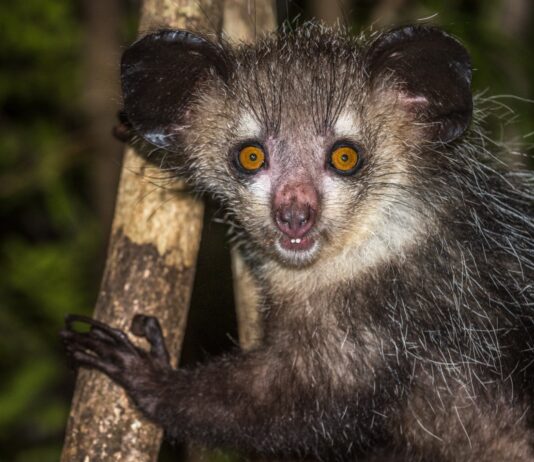 ¿Conoces al animal Aye Aye? | Clasificado como el más feo del mundo