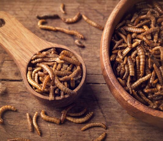 ¿Comer insectos? | Su consumo alrededor del mundo comer insectos