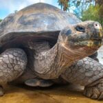 los animales más longevos