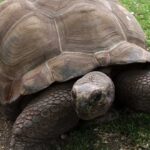 La-Tortuga-gigante-de-Aldabra-animales-mas-viejos