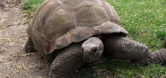 La Tortuga gigante de Aldabra animales que viven más tiempo