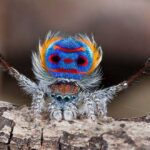 araña-pavo-real-bailando