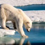 datos curiosos de los osos polares