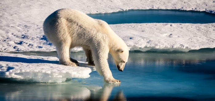 datos curiosos de los osos polares
