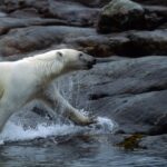 datos curiosos de los osos polares