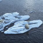 polar-bears-family-on-the-melting-arctic-sea-ice-aerial-view-picture-id1359093856