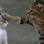 El sexto sentido de los gatos