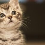 sentidos de los gatos