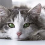 El sexto sentido de los gatos