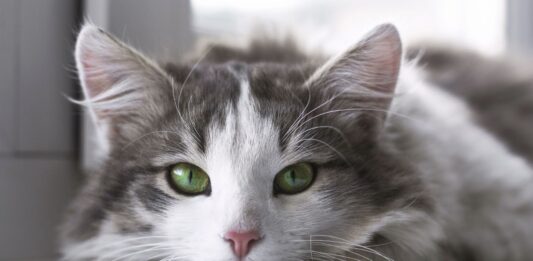 El sexto sentido de los gatos