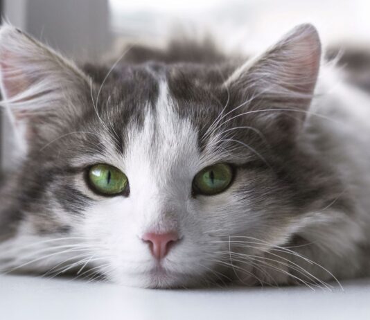 5 Objetos caseros que debes alejar de tu gato El sexto sentido de los gatos