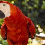 animales rojos