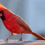animales de color rojo