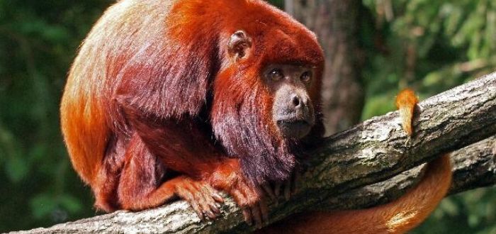 mono aullador animales de color rojo