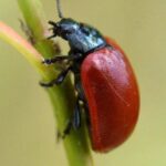 escarabajo de la hoja del lirio
