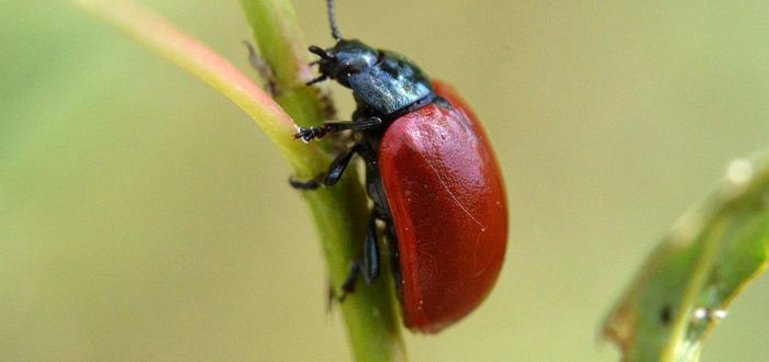 escarabajo de la hoja del lirio animales de color rojo
