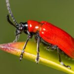 animales de color rojo