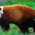 animales rojos