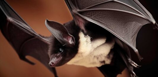 murcielago panda