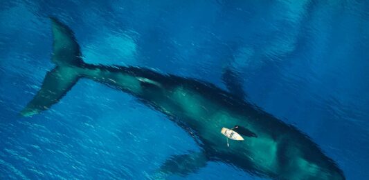 Los animales más grandes del mundo | ¿Los conoces todos? los animales más grandes del mundo