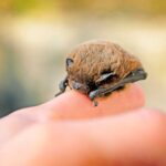 animales más pequeños del mundo