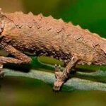 Camaleón Brookesia