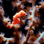 animales más pequeños del mundo