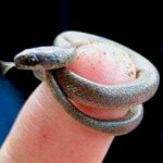 la culebra más pequeña del mundo