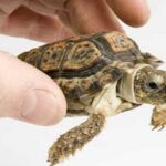 animales más pequeños del mundo