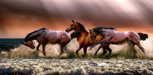 10 curiosidades de los caballos | Animales valientes curiosidades de los caballos