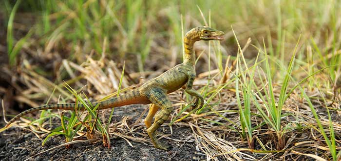 Compsognathus curiosidades de los dinosaurios