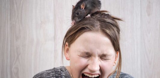 Qué es la musofobia | El miedo irracional a los ratones y ratas