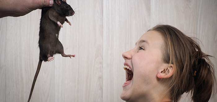 musofobia miedo ratones y ratas