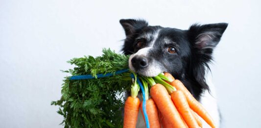 ¿Los perros pueden comer zanahoria? los perros pueden comer zanahoria