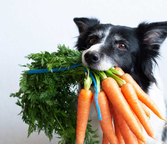 ¿Los perros pueden comer zanahoria? los perros pueden comer zanahoria