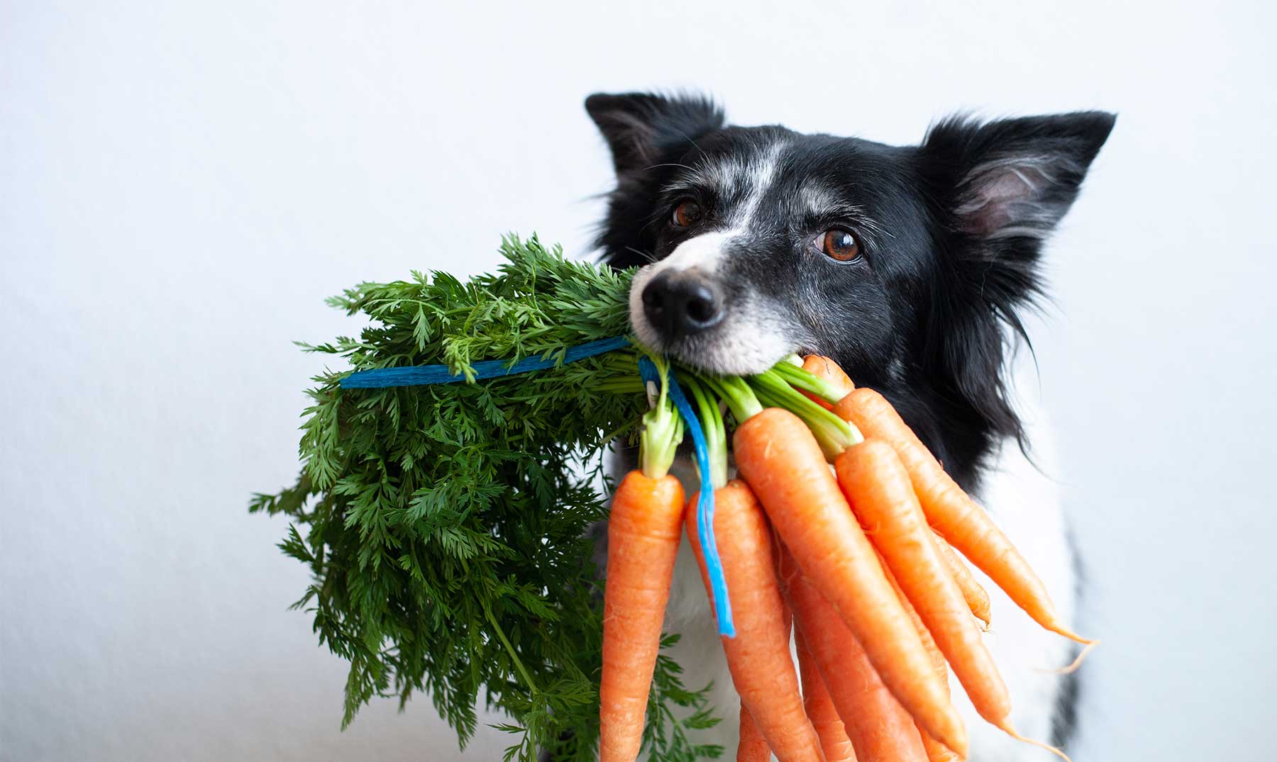 Crudo Fuente Centro comercial Los perros pueden comer zanahoria? - Supercurioso