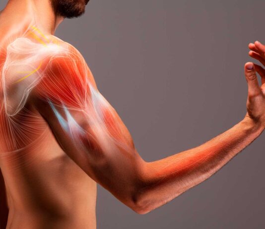 10 datos curiosos de los músculos | El sistema muscular al descubierto datos curiosos de los musculos