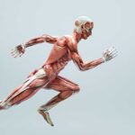 datos-curiosos-de-los-musculos