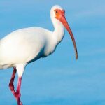 ibis-animal-sagrado